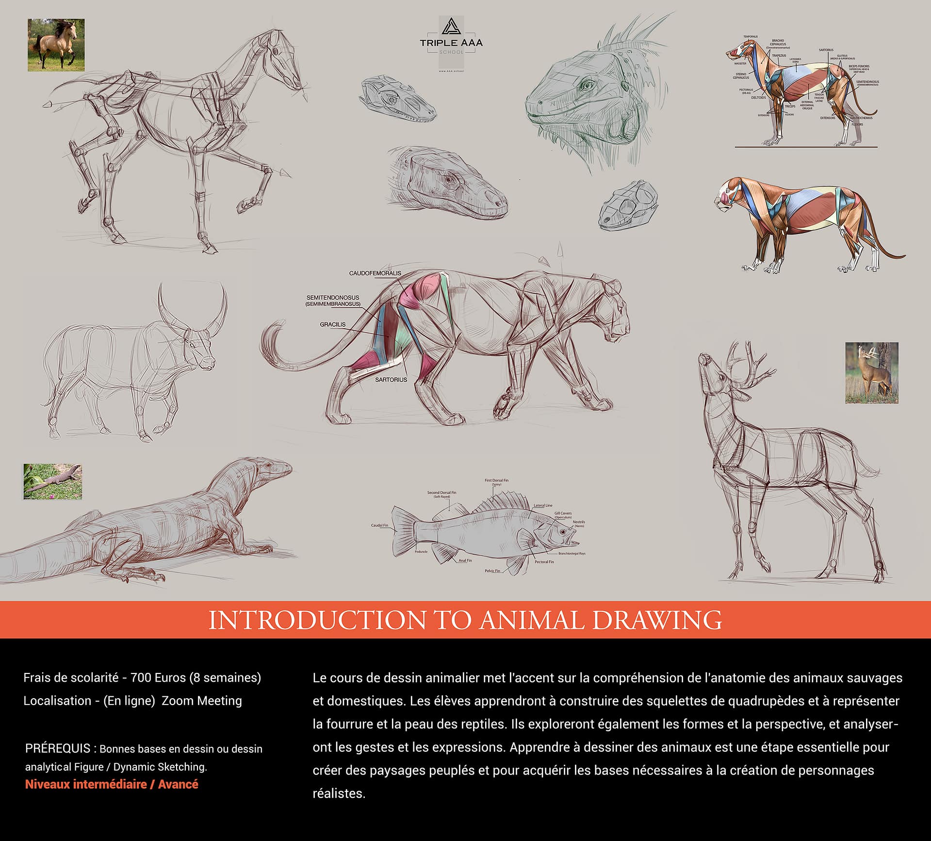 IntroToAnimalDrawing-V2